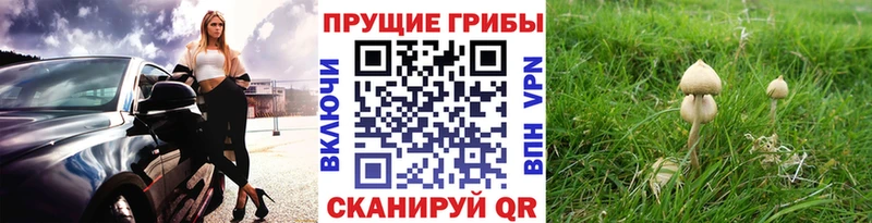 Купить  Инза  Псилоцибиновые грибы MAGIC MUSHROOMS 